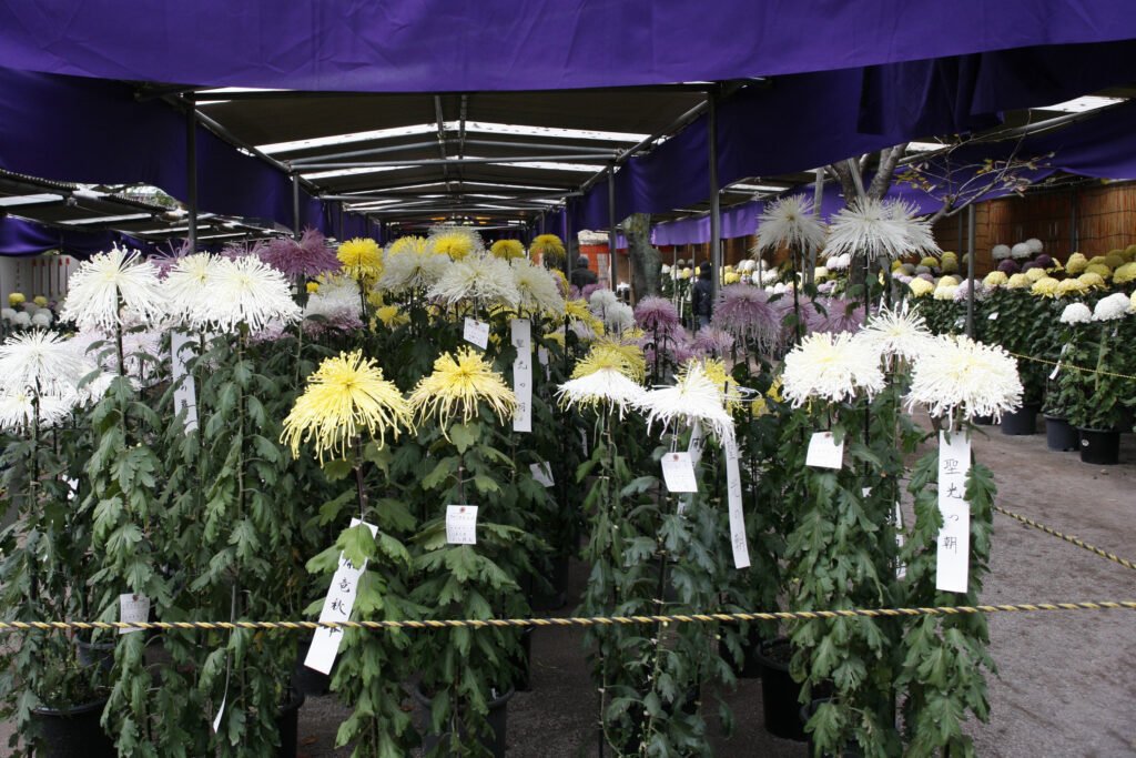 🏯 기타인 (喜多院) 이미지 12